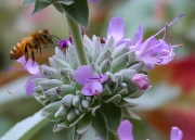16-Purple-Sage