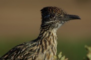 anim_anglephotograghy_carpinteria-salt-marsh991