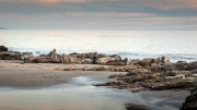anim_ken-pfeiffer_jelly-bowl-beach651