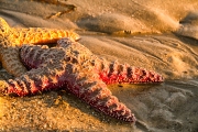 x-deta_shaunam_carpinteria-beach814