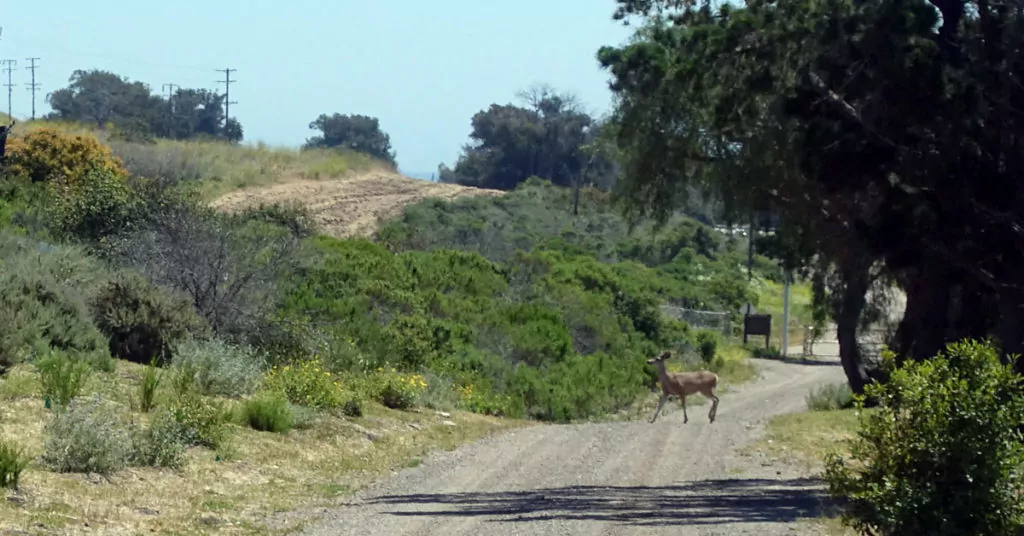 baron ranch habitat restoration