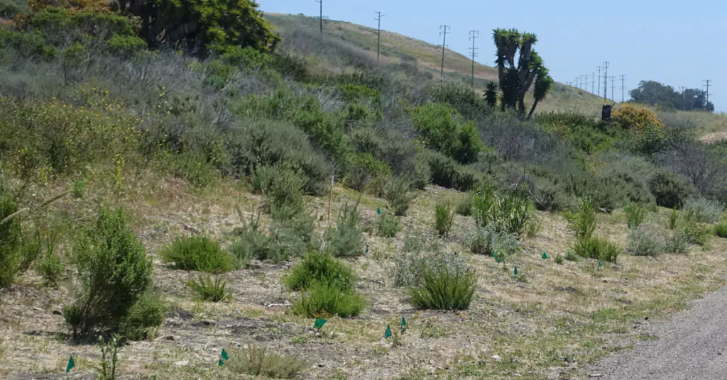 baron ranch habitat restoration