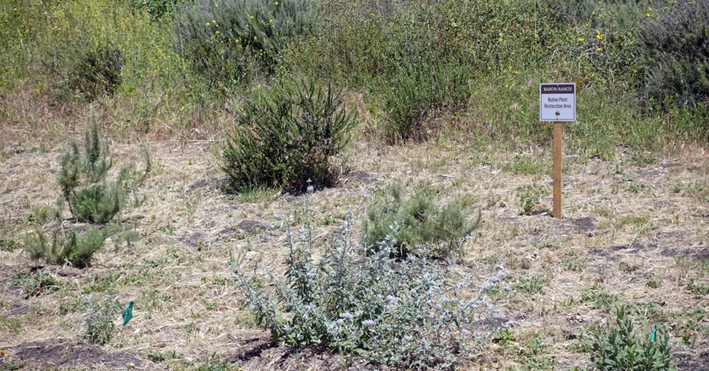 baron ranch habitat restoration