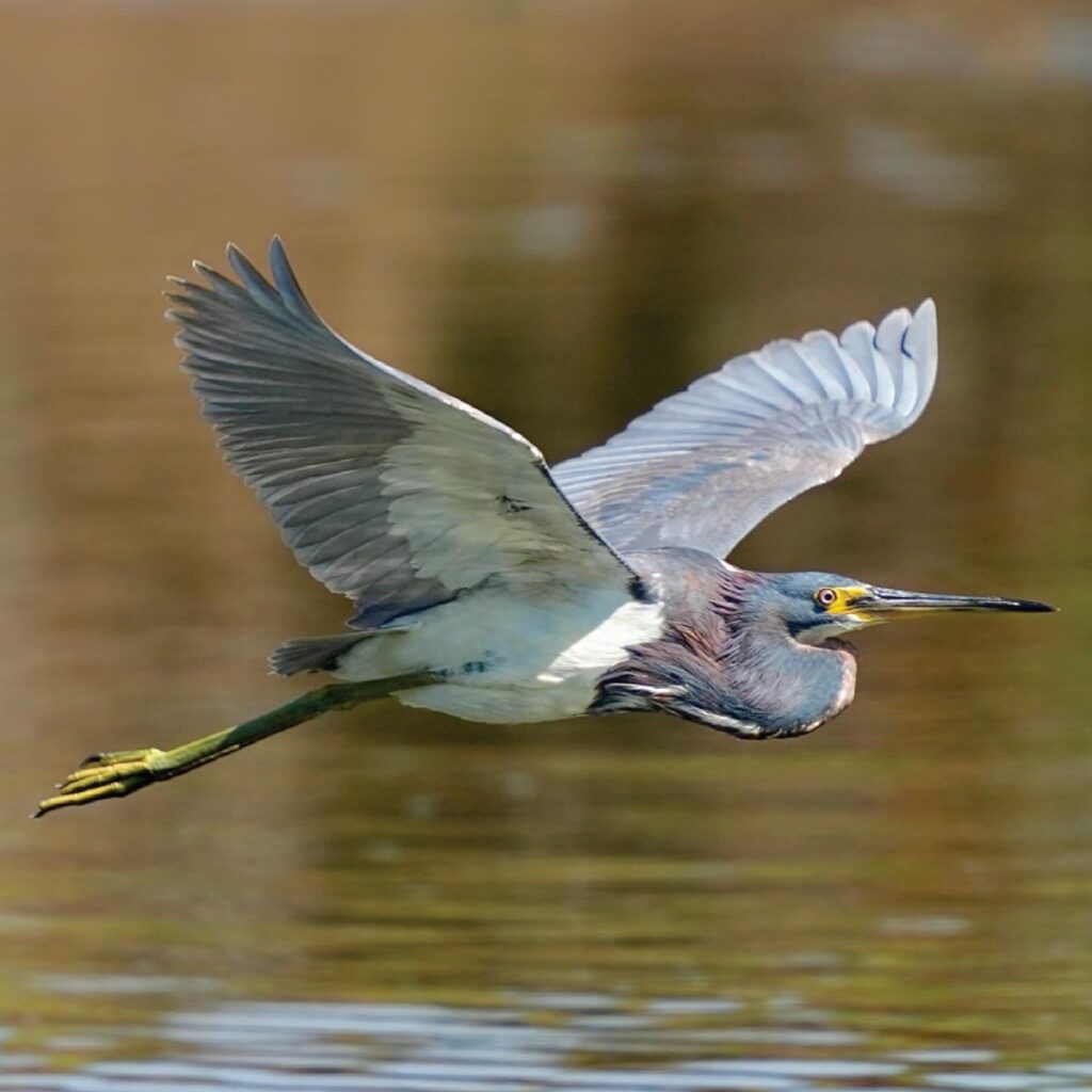 Tricolored Heron. Photo by Pamela Viale