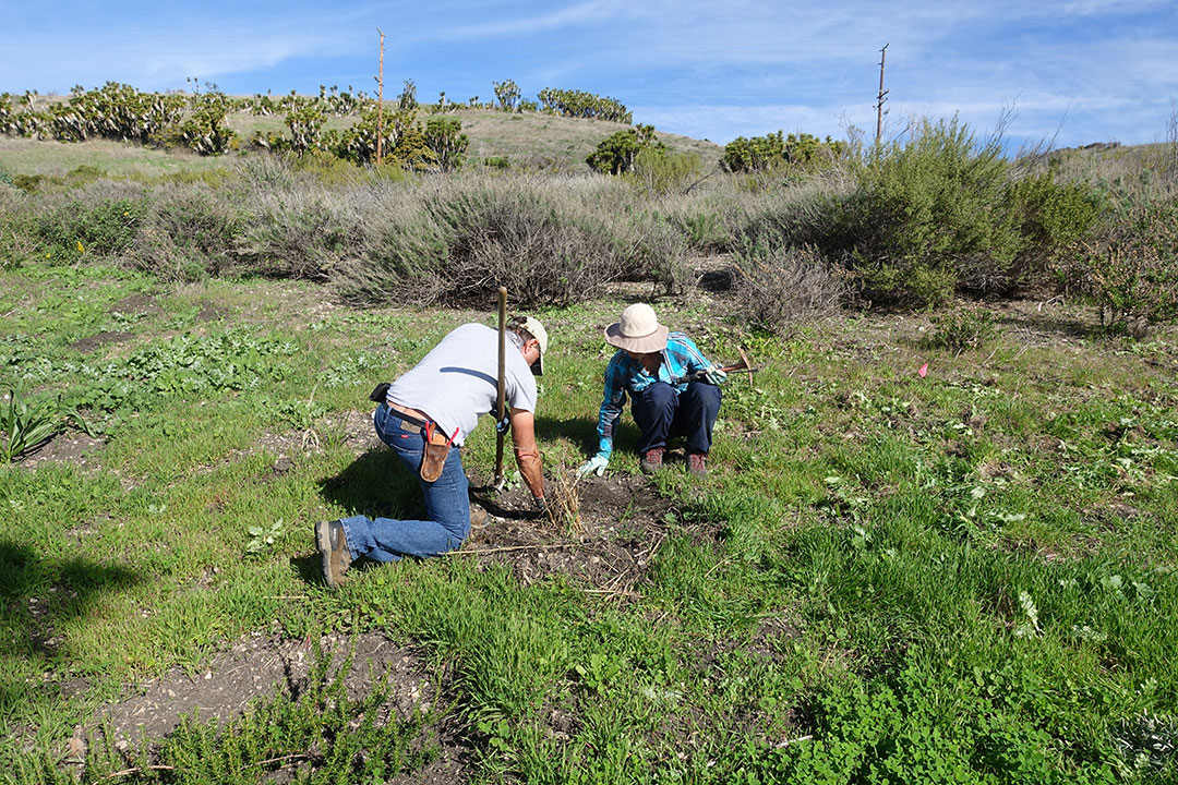 Habitat Restoration - Santa Barbara County Trails Council