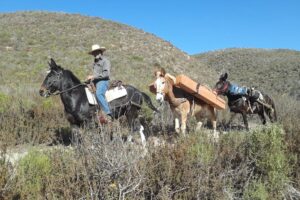 Hauling a picnic table with mules