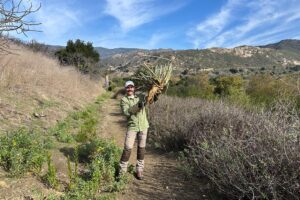 fennel root -- tasty