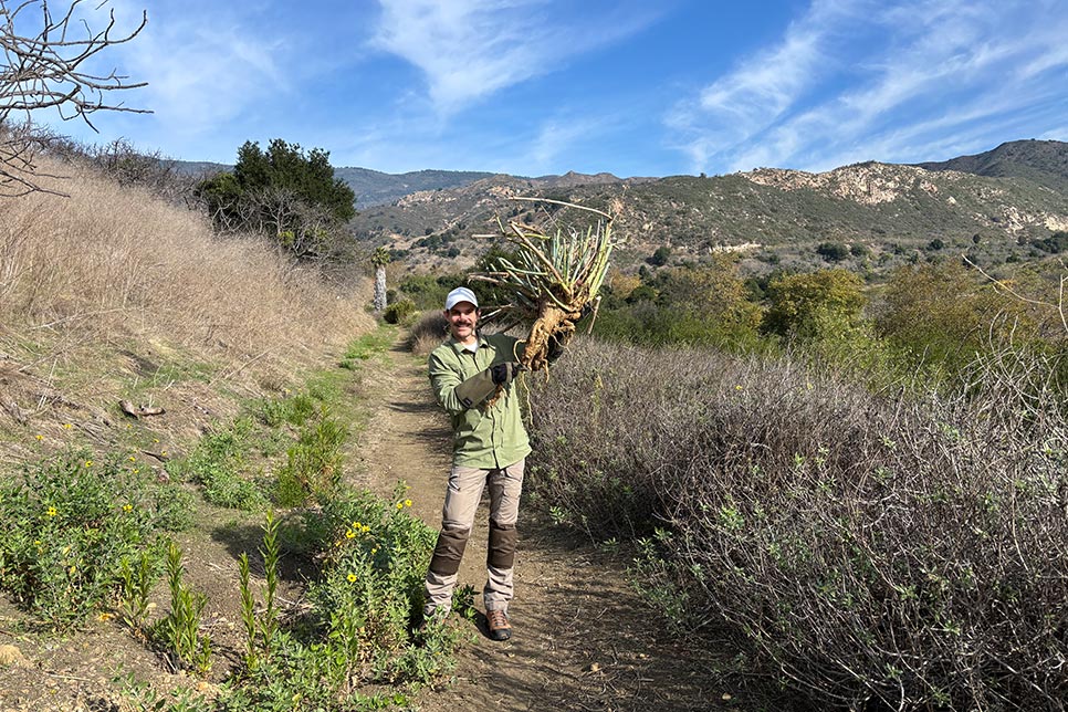 fennel root -- tasty