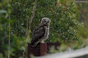great-horned owl