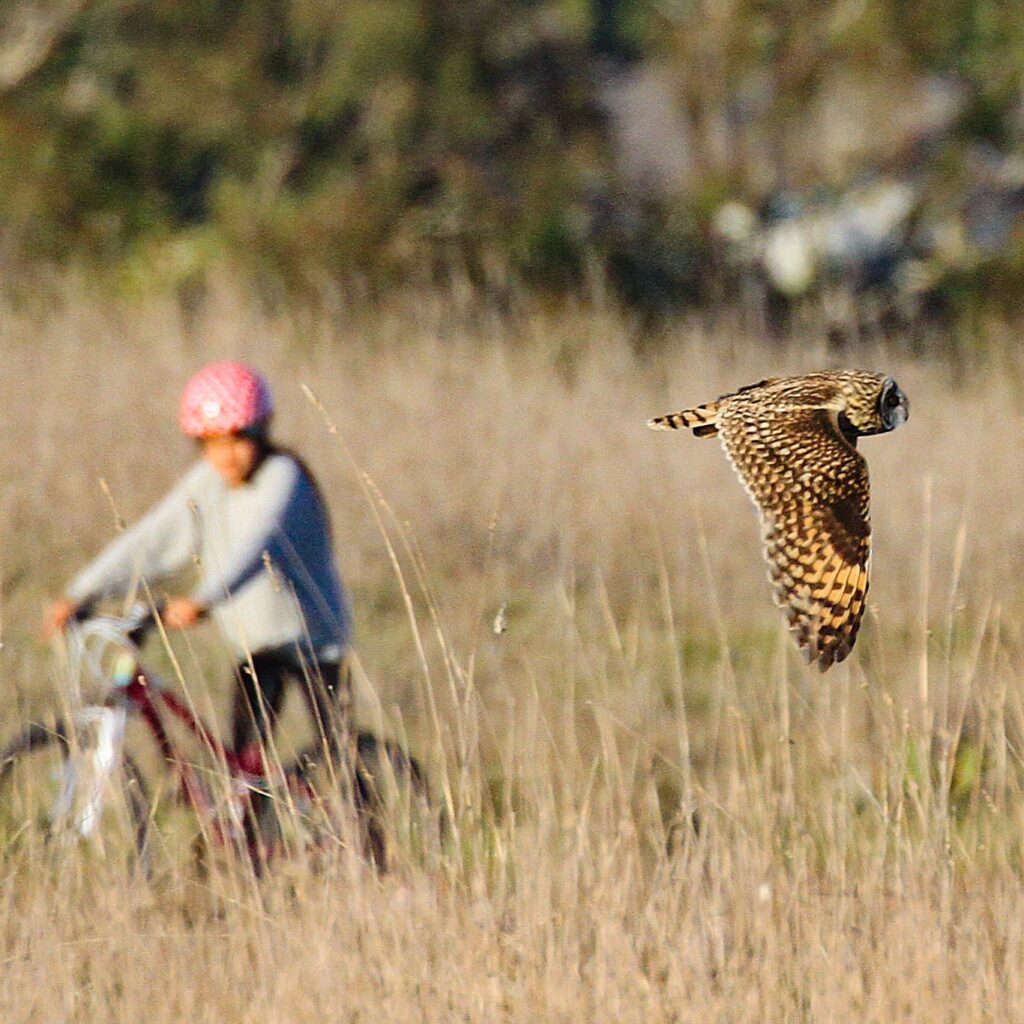 owl in flight